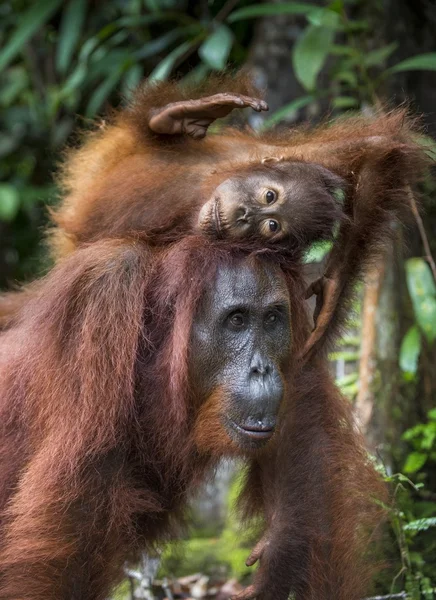 Bir erkek orangutanın bir yavrusu ile — Stok fotoğraf