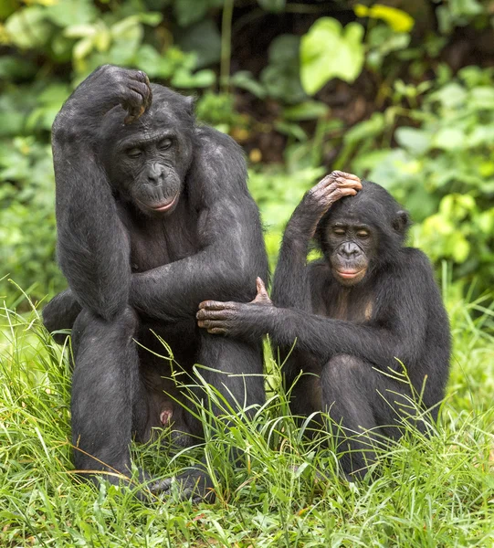 Bonobos (Pan Paniscus) sobre fondo natural . — Foto de Stock