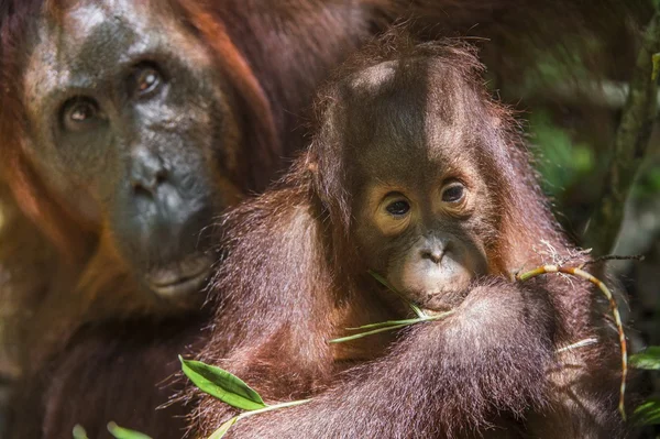 Une femelle de l'orang-outan avec un ourson — Photo