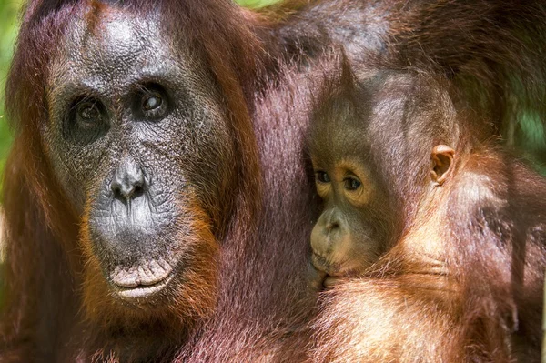 Une femelle de l'orang-outan avec un ourson — Photo