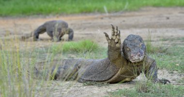  Komodo Ejderi, Varanus komodoensis