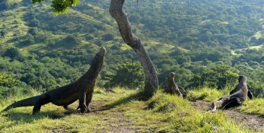 The Komodo Dragons on island Rinca.  clipart