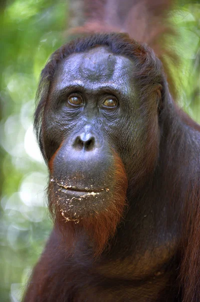 Een close-up portret van de orang-oetan. — Stockfoto