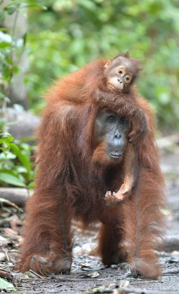 Une femelle de l'orang-outan avec un ourson — Photo