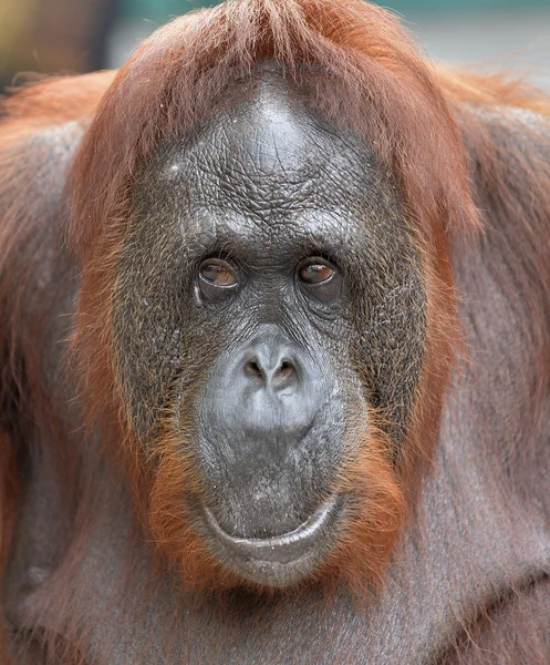 Orangutan bir yakın portre. — Stok fotoğraf