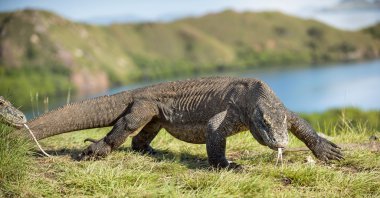  Komodo ejderhası ( Varanus komodoensis ) 