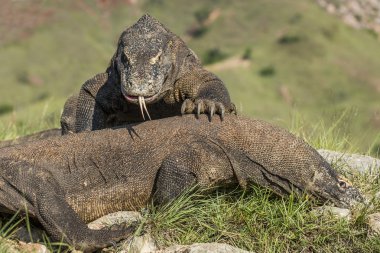 Egemenlik için mücadele Komodo ejderleri.