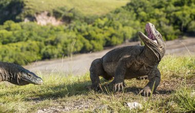   Komodo ejderhası ( Varanus komodoensis ) 