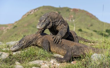 Egemenlik için mücadele Komodo ejderleri.