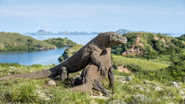 Egemenlik için mücadele Komodo ejderleri.