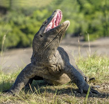   Komodo ejderhası ( Varanus komodoensis )  
