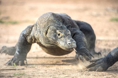 Bir Komodo Ejderi krizinden.  