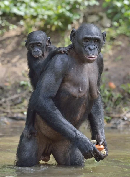 Bonobo stojící na nohy — Stock fotografie