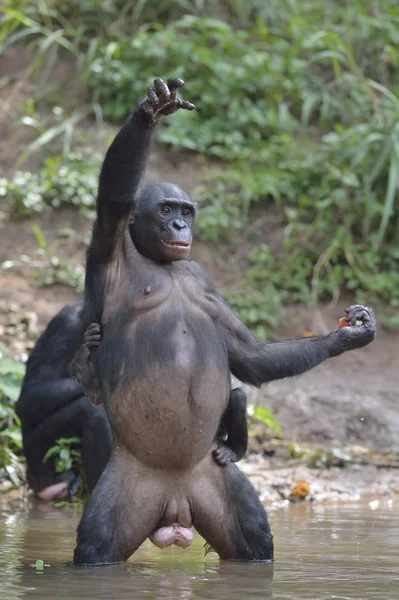 Bonobo de pie sobre sus piernas — Foto de Stock