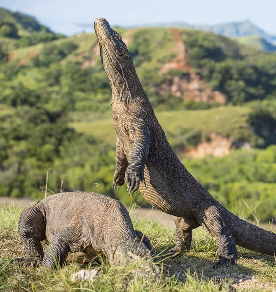 Komodo dragon arka ayakları üzerinde duruyor — Stok fotoğraf