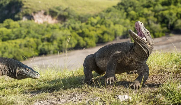   Komodo ejderhası ( Varanus komodoensis ) 
