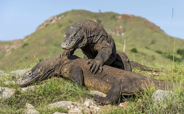 Los dragones combativos de Komodo por la dominación . —  Fotos de Stock