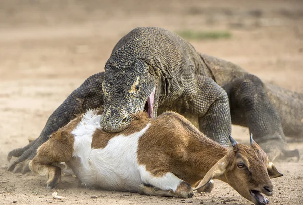 Támadás a komodói sárkány. — Stock Fotó