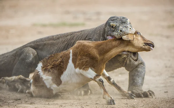 Attaque d'un dragon Komodo . — Photo