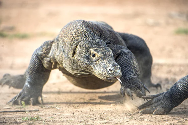 Aanval van een draak van Komodo. — Stockfoto