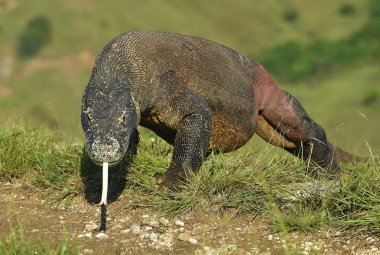   Komodo ejderhası ( Varanus komodoensis ) 