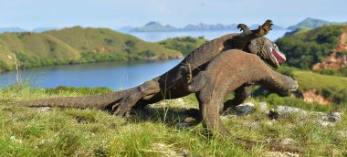 Egemenlik için mücadele Komodo ejderleri.