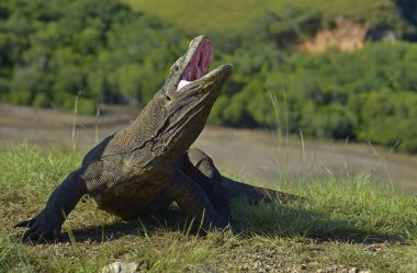   Komodo ejderhası ( Varanus komodoensis ) 