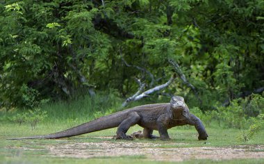 Komodo dragon portresi  