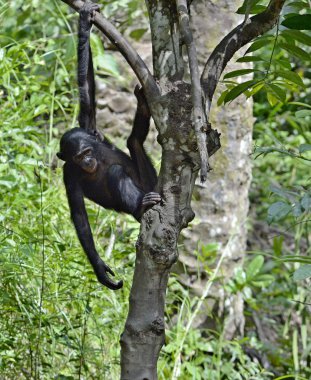 Juvenil Bonobo portresi
