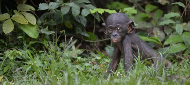 Doğal yaşam alanında şempanze Bonobo Yavrusu.