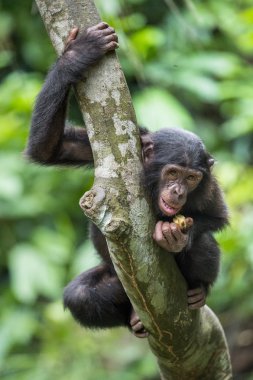 The portrait of juvenile Bonobo clipart