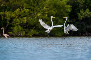 Mücadele büyük egrets ( Ardea alba ).