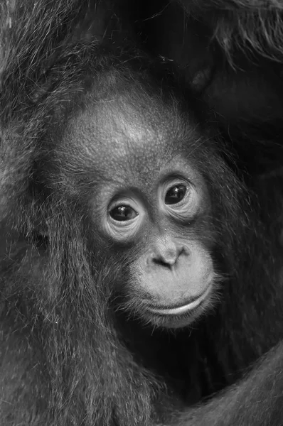 The close up portrait of cub — Stock Photo, Image