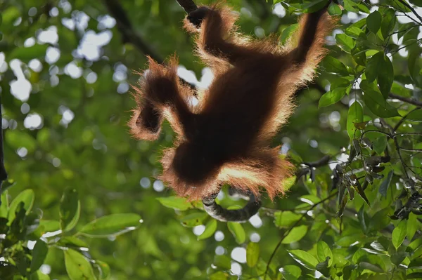 Orangután bebé (Pongo pygmaeus ). —  Fotos de Stock