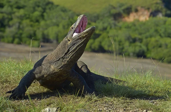 El dragón de Komodo (Varanus komodoensis  ) — Foto de Stock