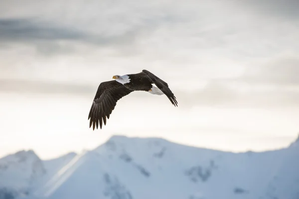 Weißkopfseeadler — Stockfoto