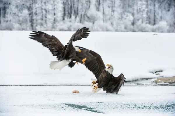 Twee bald eagles — Stockfoto