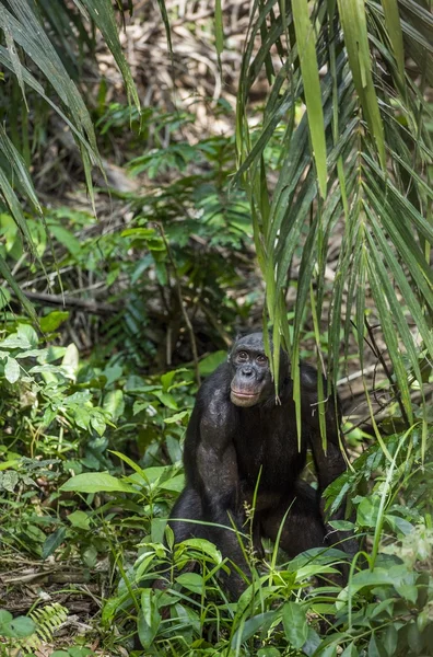 Male Bonobo in natural habitat. — Stock Photo, Image