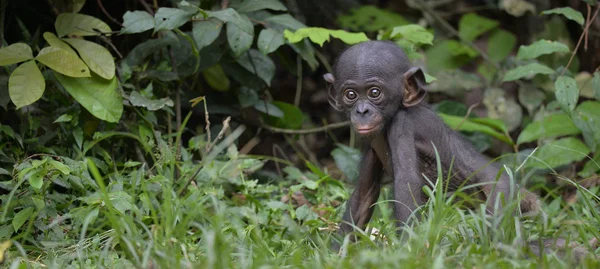 Cub a csimpánz bonobó természetes élőhelyükön. — Stock Fotó