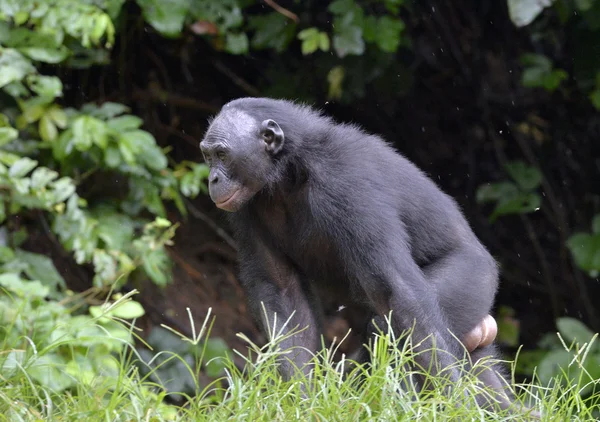 Крупный план Bonobo в естественной среде обитания — стоковое фото