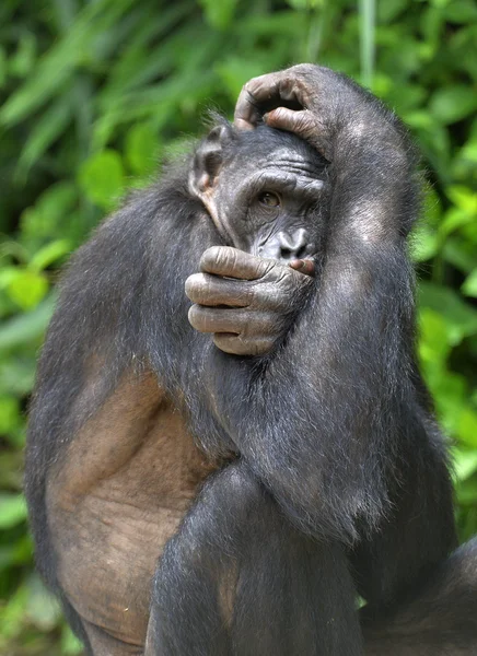 Das Nahaufnahme-Porträt des Bonobo-Weibchens — Stockfoto