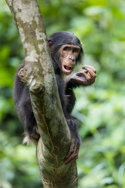 El retrato de Bonobo juvenil —  Fotos de Stock