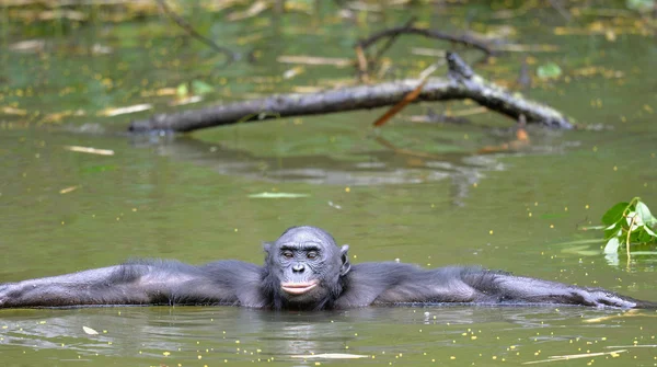 El chimpancé Bonobo en el agua . —  Fotos de Stock