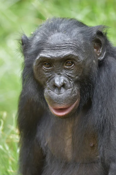 Le gros plan Bonobo dans l'habitat naturel . — Photo