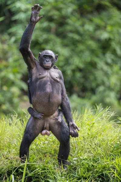 La madre Bonobo (Pan paniscus) con cachorro — Foto de Stock