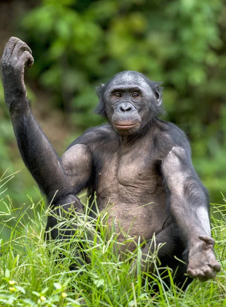 Çimenlerin üzerinde Şempanze Bonobo — Stok fotoğraf