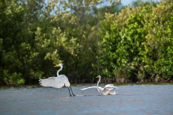 A harci nagy kócsagok (Ardea Alba ). — Stock Fotó