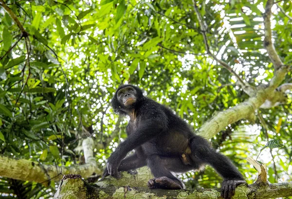 O retrato de Bonobo juvenil — Fotografia de Stock