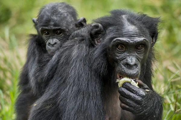 Cub z bonobo na plecach na matkę — Zdjęcie stockowe