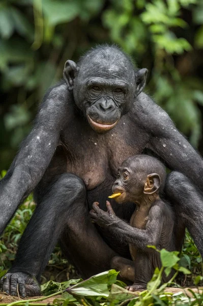 Bonobo met een Cub, groene natuurlijke achtergrond — Stockfoto